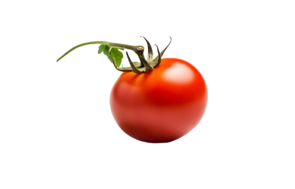 עגבניות מגי