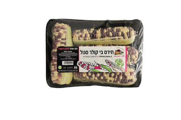 ⁦קלחי תירס צבעוני⁩ – תמונה ⁦2⁩
