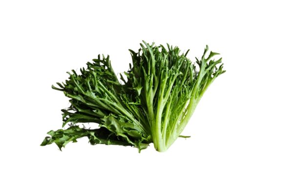 ⁦בייבי צ'יק⁩ – תמונה ⁦3⁩